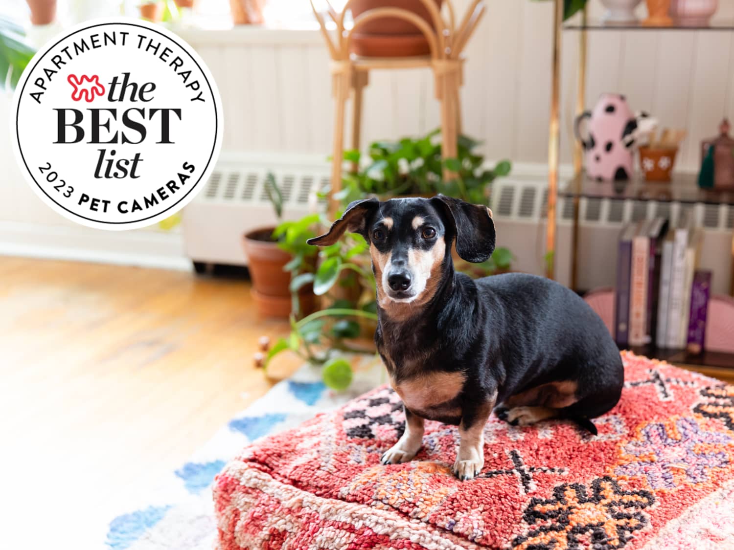 Best indoor camera for deals dogs
